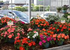 Impatiens Walleriana van de Beacon serie waarbij we opnieuw de nieuwe genetica zien. Ook belangrijk is dat deze hoog meeldauw resistent zijn, want de oude genetica was daar erg vatbaar voor.